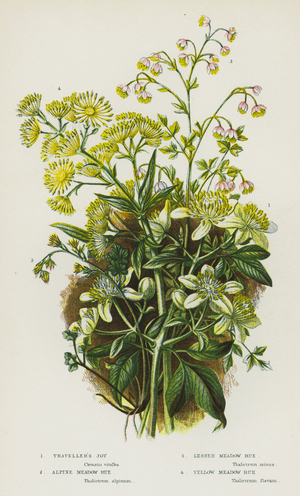 Flowering Plants of Great Britain: Traveller's Joy, Alpine Meadow Rue, Lesser Meadow Rue, Yellow Meadow Rue (colour litho)