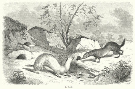 Le furet (engraving)