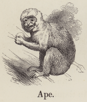 Ape (engraving)