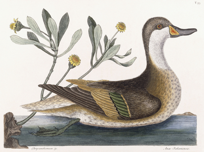 Chrysanthemum &c (with) Anas Bahamensis (White-cheeked Pintail, Bahama Pintail or Summer duck), 1754 (hand-coloured engraving)