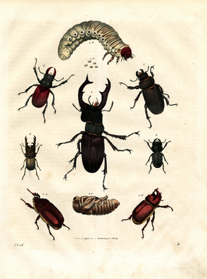 Beetle Species with Larva and Pupa (hand-coloured litho)