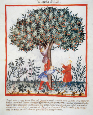 Tacuinum Sanitatis. Late XIV century. Picking sweet cherries.
