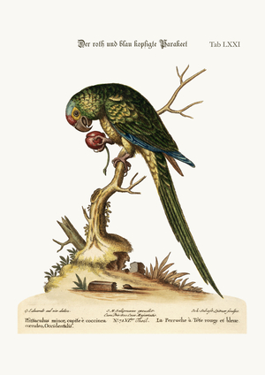 The Red and Blue-Headed Parrakeet, 1749-73 (coloured engraving)