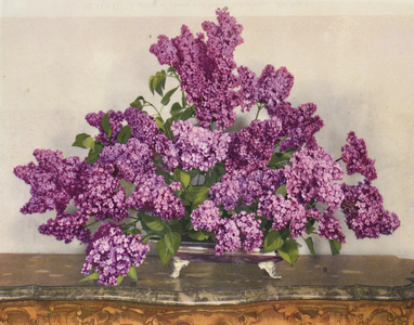 Constance Spry Flower Arrangement (coloured photo)