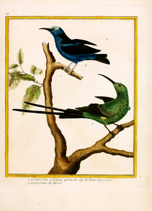 Malachite Sunbird from the Cape of Good Hope and Brazilian Honeycreeper (print)