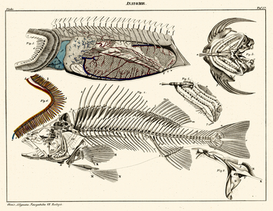 Fish Anatomy (print)