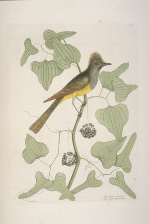 Myiarchus crinitus