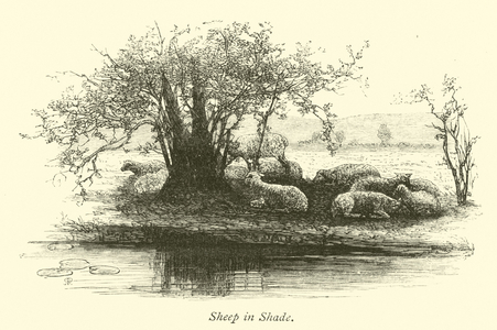 Sheep in Shade (engraving)