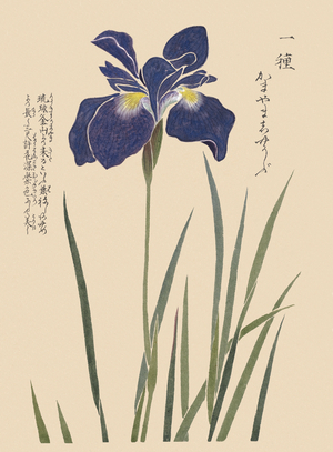 Iris sanguinea (blood-red iris), 1828-44 (hand-coloured woodblock print)
