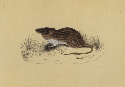 Barbary Mouse (colour litho)