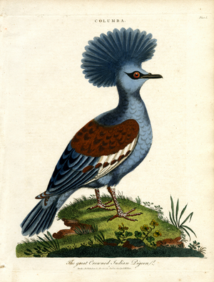 Great Crowned Indian Pigeon (Columba), 1810 (print)