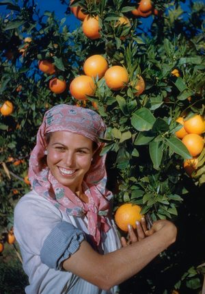 Woman picking Valencia oranges in an orange grove, Valencia, Spain, 1950., 1950 (photo)