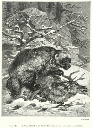 A Wolverene or Glutton (Gulo Borealis) Attacking a Reindeer (engraving)