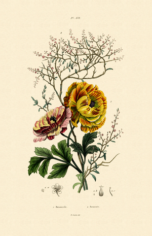 Buttercup, 1833-39 (coloured engraving)