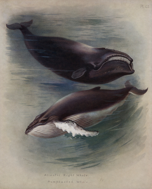 Atlantic Right Whale, Humpbacked Whale (colour litho)