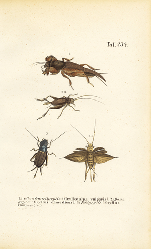 Native cricket species and mole cricket, 1850 (lithography)