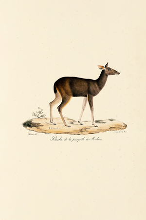 Malayan Deer Doe, 1824 (hand-coloured litho)