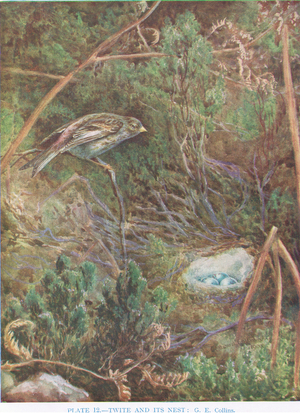 Twite and nest, illustration from 'British Birds' by Kirkman & Jourdain, 1966 (colour litho)