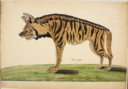 Striped Hyena
'Hyaena hyaena'