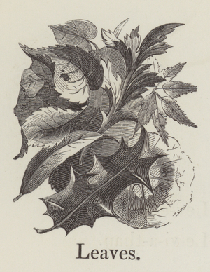Leaves (engraving)