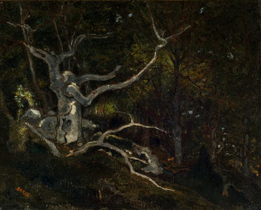 Forest of Fontainebleau, The "Reine Blanche" 1860 (Oil on canvas)