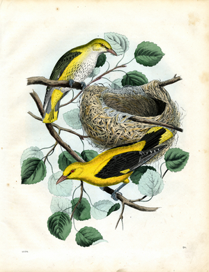American Goldfinches with Nest (hand-coloured litho)
