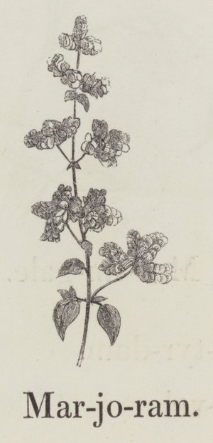 Marjoram (engraving)
