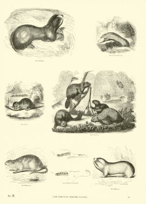 Page from The Pictorial Museum of Animated Nature (engraving)