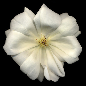 Curly White Rose (photo)