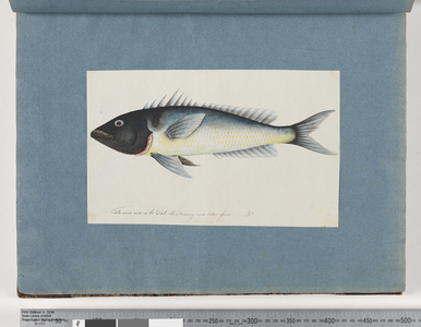 Page 17. Unidentified fish (w/c on paper)