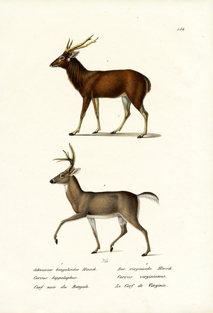 Red Deer, 1824 (colour litho)