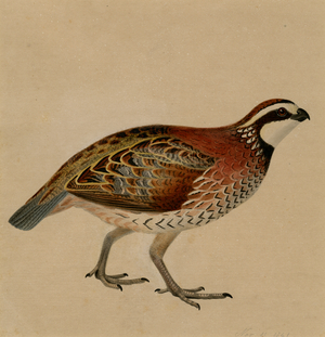 Bobwhite, 1841 (w/c on paper)