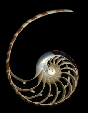 Nautilus shell Section, 2004 (photo)