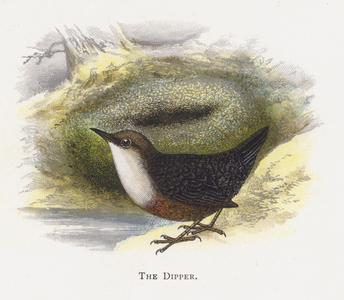 The Dipper (chromolitho)