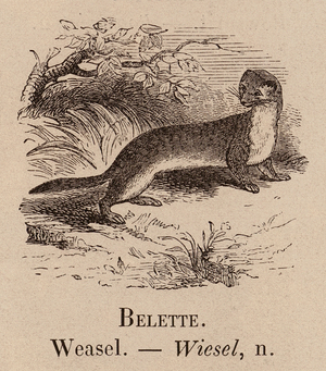Le Vocabulaire Illustre: Belette; Weasel; Wiesel (engraving)