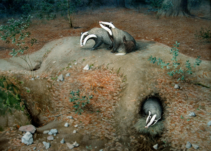 Badgers at twilight (1) (w/c on paper) 