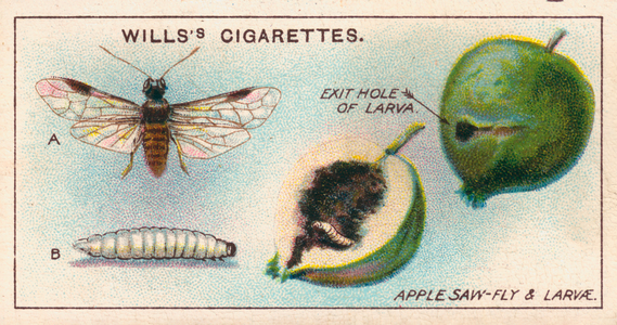 Garden Life: Apple Saw-Fly and Larvae (chromolitho)