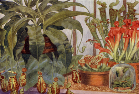 Insect-eating plants (colour litho)