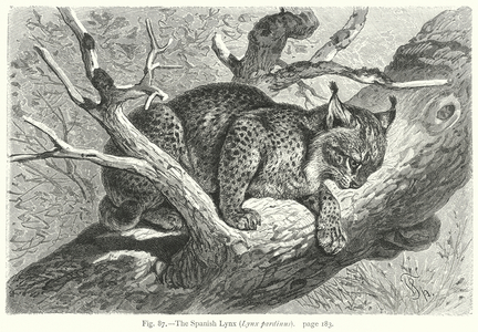The Spanish Lynx (Lynx Pardinus) (engraving)