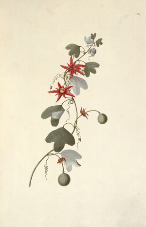 Passiflora aurantia