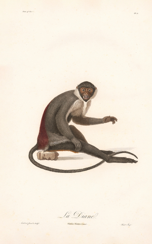 Diana Monkey (Simia Diana), 1797 (hand-coloured copperplate engraving)