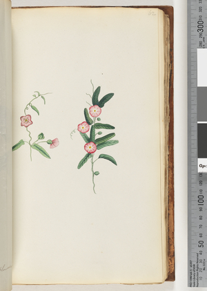 Page 62. Unidentified plant (w/c)