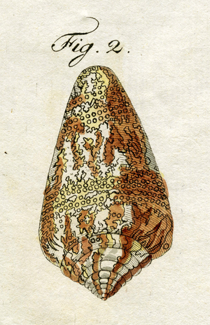  Illustration of Conus Ammiralis  ( subspecies Cedonulli ), 1790 (hand coloured engraving)