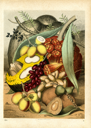 Tropical Fruits and Plants (hand-coloured litho)