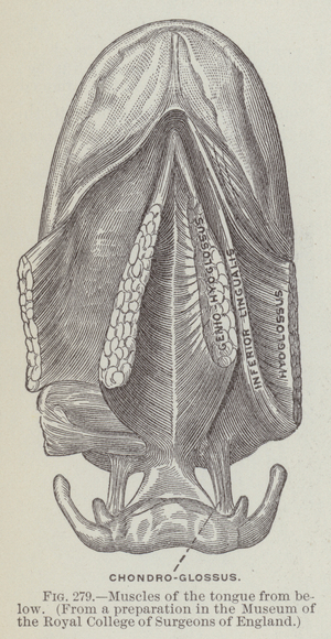 Muscles of the tongue from below (engraving)