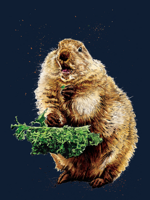 The Prairie Dog on Midnight Blue, 2020, (pen and ink)