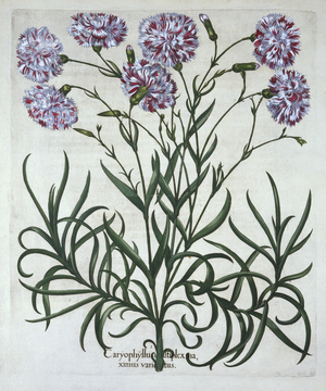 Carnation, from 'Hortus Eystettensis', by Basil Besler (1561-1629), pub. 1613 (hand-coloured engraving)