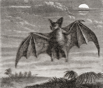 The spectral bat (Vampyrum spectrum), 1882