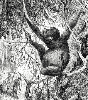 Engraving depicting an Orangutan killed by hunters in Sumatra, 19th century