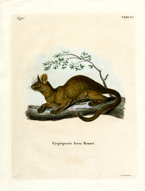 Fossa (coloured engraving)
